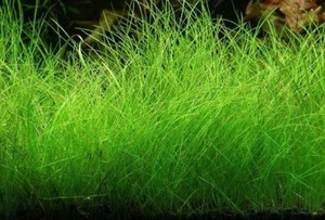 Eleocharis 