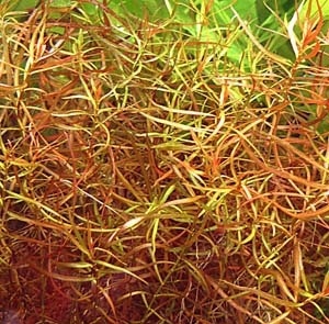 Ludwigia arcuata 