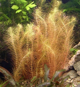 Rotala wallichii 