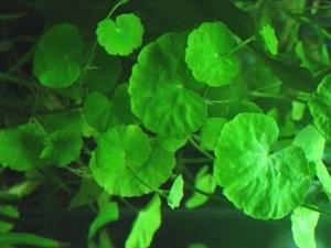 Hydrocotyle leucocephala