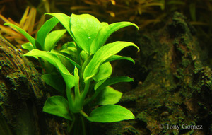 Anubias barteri var. nana 'Petite