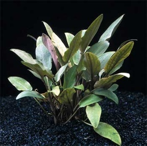 Cryptocoryne beckettii 