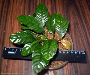 Anubias barteri var. coffeefolia