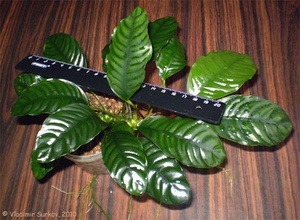 Anubias barteri var. coffeefolia