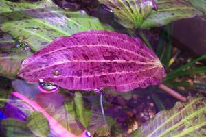 echinodorus Филиппова 