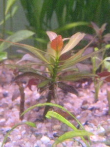 Alternanthera reineckii через месяц