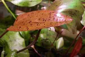 echinodorus 