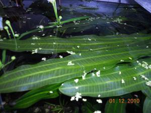 echinodorus Филиппова 