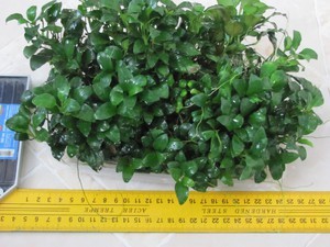 anubias1