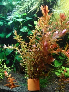  Rotala macrandra