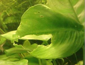 anubias