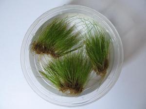 Eleocharis parvula