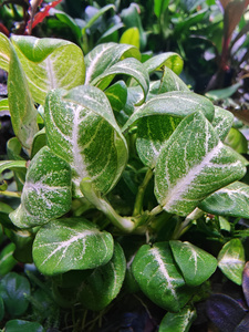 Anubias barteri Stardust