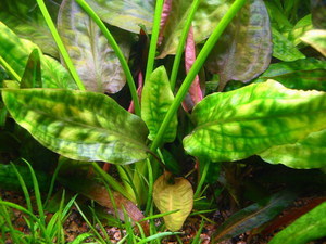 Cryptocoryne cordata (blassii)