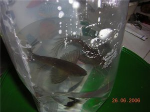 Рыба-бабочка, пантодон