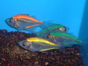 Painted Glass Fish, Indian Glassfish, Glass Perch Scientific Name: Chanda ranga