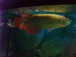 arowana2