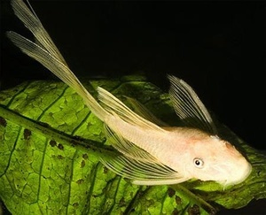 Ancistrus dolichopterus var. gold