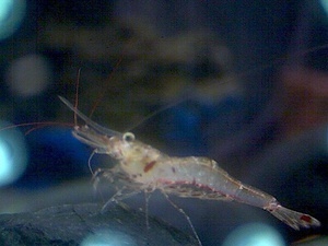 Caridina Ensifera