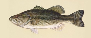 Басс Большеротый(Micropterus salmoides)