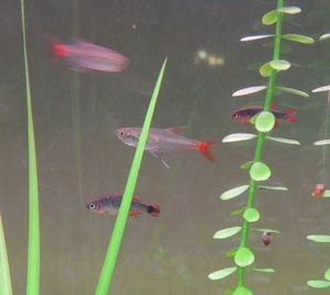 rasbora-1