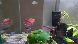 GloFish (ГлоФиш) - рыбы которые светятся