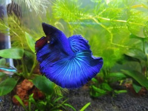 Фотографии наших Betta splendens