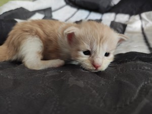 Maine coon