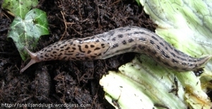 Limax maximus