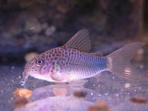 Corydoras similis