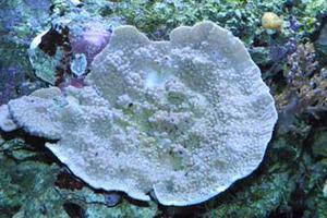 Montipora