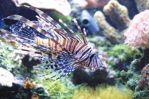 Pterois volitans