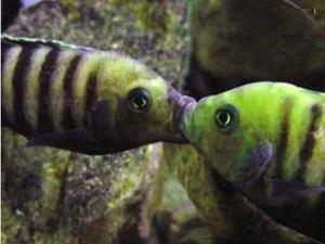 Cynotilapia sp.