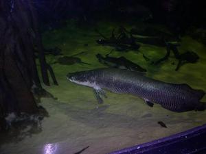 Arapaima