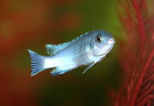 Pseudotropheus socolofi