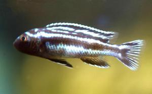 Melanochromis Cyaneorhabdos