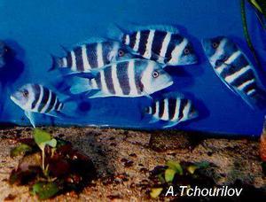 Cyphotilapia frontosa 