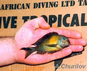 Tropheus brichardi 