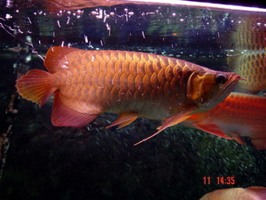 Видновский клуб. Arowana superred