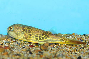 tetraodon mbu