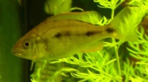 Dimidiochromis