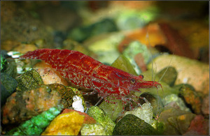 Red Cherry Shrimp (Neocaridina denticulata)