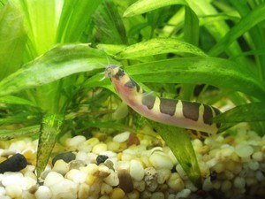 kuhli loach - front