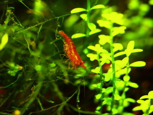 neocaridina cherry