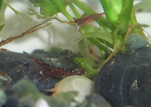 sulawesi red tiger and red stripes 1