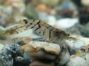 TIGER SHRIMP    1