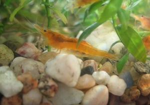 CARIDINA CF. PROPINQUA