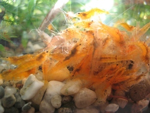 CARIDINA CF. PROPINQUA 2