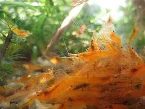 CARIDINA CF. PROPINQUA 3