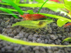 Caridina cf. babaulti 